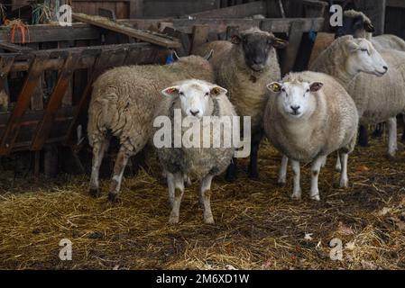 Sheeps in westphalia Stock Photo