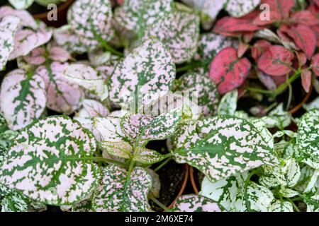 The assortment of home plants pilea on the shelf of the flower shop. Watermelon pilea, Pilea cadierei, a variety of colorful lea Stock Photo