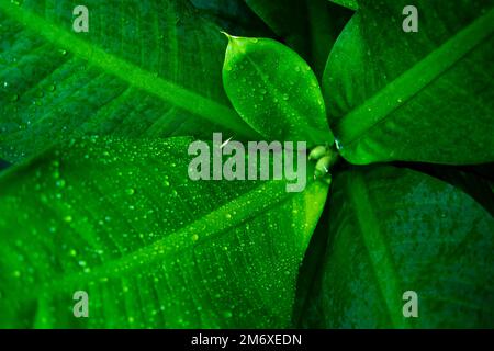 Closeup nature view of green leaves with dew drop on blur background Stock Photo