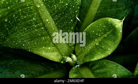 Closeup nature view of green leaves with dew drop on blur background Stock Photo