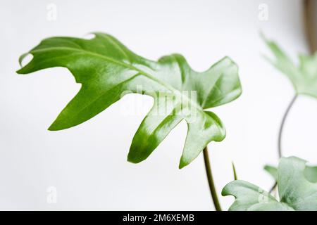 Philodendron Mayo in the interior of the house. Carved leaves of a houseplant in a pot. Care and cultivation of tropical plants, Stock Photo