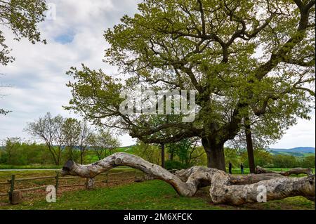 The famous secular Checche Oak Tree in Tuscany Stock Photo