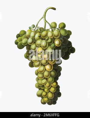 Vintage green grape vine vector Stock Vector