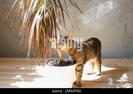 The cat sniffs and nibbles the house plant dracaena in the interior. Damage to a potted plant by a pet, danger of poisoning by p Stock Photo