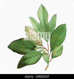 Vintage bay laurel branch vector Stock Vector