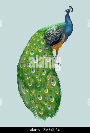 Peacock with beautiful feathers vector Stock Vector