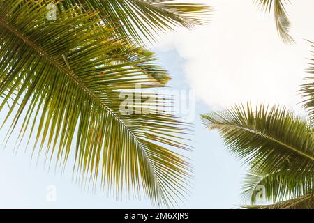 Palm tree leaves are under blue sky on a sunny day, tropical background photo Stock Photo