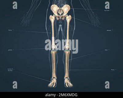 Each hip bone, in turn, is firmly joined to the axial skeleton via its ...