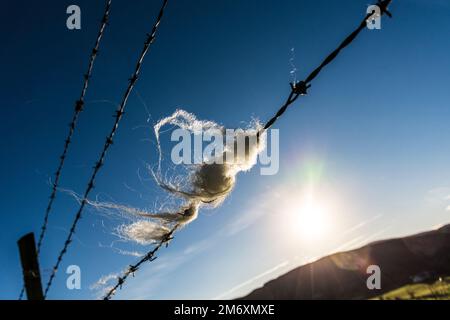Sheep wool caught on a barbed wire fence on a farm in County Donegal, Ireland Stock Photo