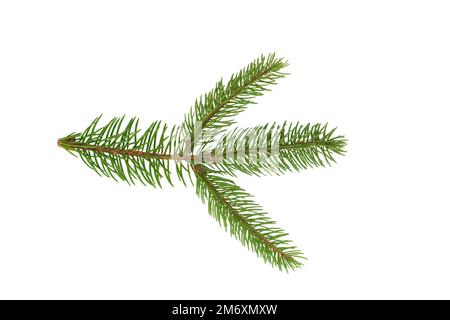Christmas tree branches isolated on a white background Stock Photo