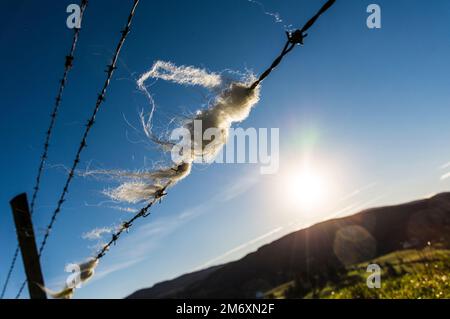 Sheep wool caught on a barbed wire fence on a farm in County Donegal, Ireland Stock Photo