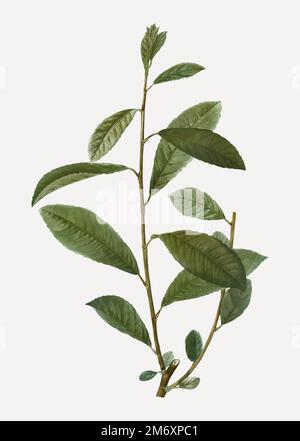 Vintage grey willow branch plant vector Stock Vector