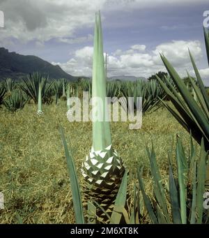 A sisal (Agave sisalana) plantation where some leaves are harvested from the succulent crop plants leaving the growing point leaves, Tanzania, East Af Stock Photo