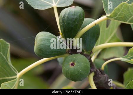 Young second crop of figs on this year's tree branches which are unlikely to ripen in cool climates, Berkshire, August Stock Photo
