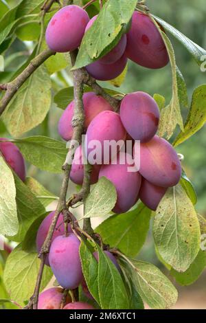 Ripe purple mature Victoria plums, stone fruit, on a garden orchard tree with some late season rust on the leaf undersides, Berkshire, August Stock Photo