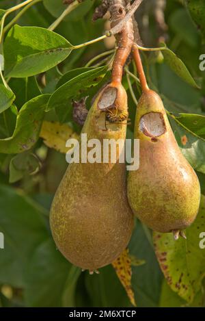 A common wasp (Vespula vulgaris) feeding on damaged ripe conference pear fruits on the tree, Berkshire, August Stock Photo