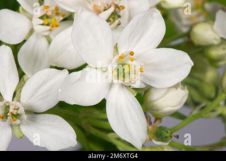 Mexican orange blossom (Choisya ternata) white fragrant star-shaped flower, anthers, stamens, ovary, stigma and style Stock Photo