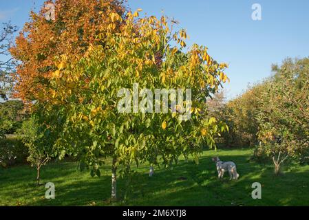 A garden orchard on a fine autumn day with a walnut tree and other fruit trees in bright colour against a blue sky, Berkshire, October Stock Photo