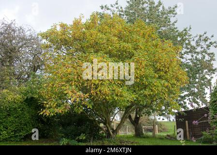 Chinese magnolia (Magnolia X soulangeana ) tree with leaves senescing into yellow, brown, green colours of autumn, Berkshire, October Stock Photo