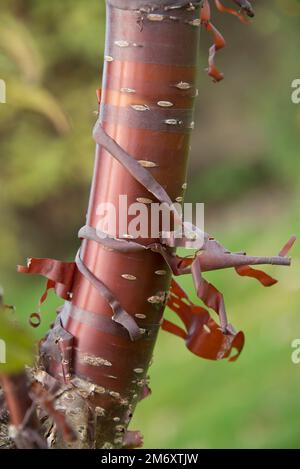 Tibetan or East Asian cherry (Prunus serrula) tree with shiny deep red-brown and peeling bark, Berkshire, October Stock Photo