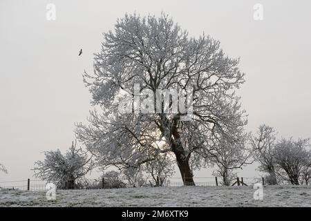 Thick white hoar frost and a hazy morning sun silhouetting leafless ash trees on a grey winter morning after freezing fog in December, Berkshire Stock Photo