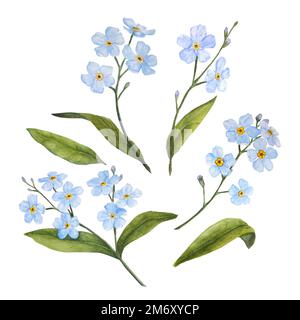 Hand-painted Blue Hydrangea and Forget Me Not Flower Botanical