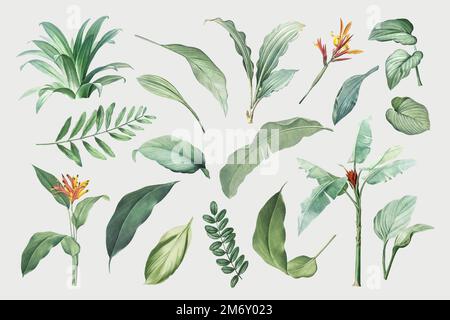 Hand drawn tropical plant parts set on a white background vector Stock Vector