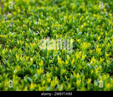 texture close-up of a cut boxwood. green texture Stock Photo