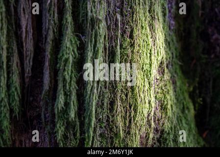 tree trunk covered with moss, moss texture macro view in nature for wallpaper.Moss background Stock Photo