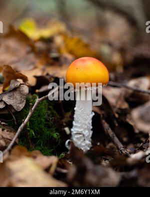 Caesar's mushroom.A yellow-orange mushroom Close up of an Amanita Caesarea Mushroom. (Roi de Champignons-Amanite des Césars). Stock Photo