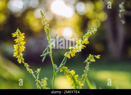 Selective focus on flower melilotus officinalis known as sweet yellow clover, yellow melilot, ribbed melilot or common melilot. Sunny summer evening. Stock Photo
