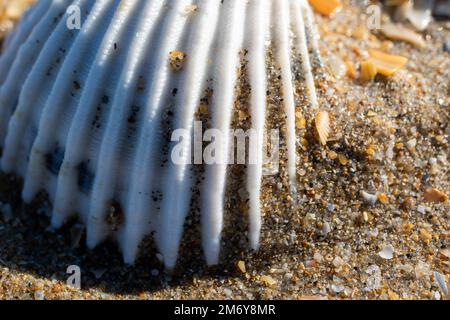 seashell on a beach.Various and colorful seashells with sunshine.Summer concept with beach and seashells. Sea beach background.Seashell wallpaper Stock Photo