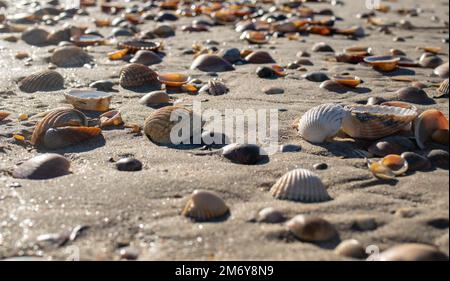 Basket Full Of Beautiful Seashells Photograph by Garry Gay - Fine