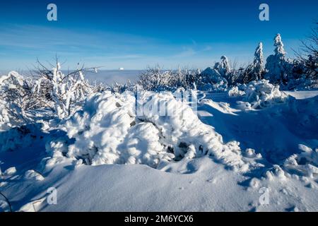 Branches of a tree totally covered in hoar frost on a sunny day in Ore Mountains. Stock Photo