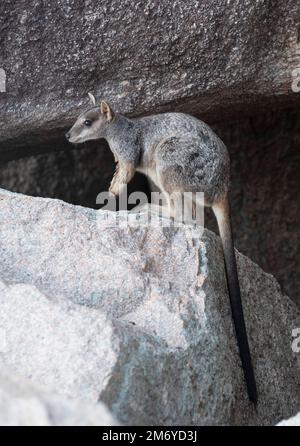 Allied Rock Wallaby Petrogale assimilis Magnetic Island Queensland on rocks. Stock Photo