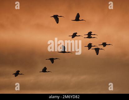 silhouette of a flock of cranes flying with sunset sky in the ...