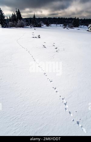 Winter landscape with trees, snow and a rabbit track on a cloudy day in Ore Mountains. Stock Photo