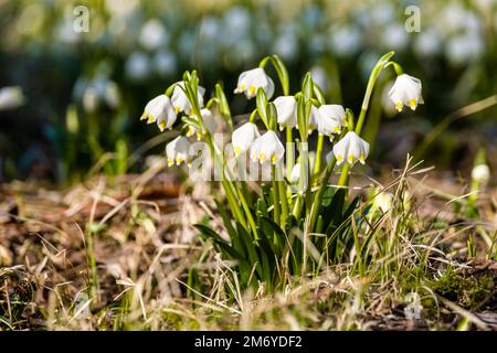 White spring snowflakes (Leucojum vernum) are blooming in the valley Polenztal. Stock Photo