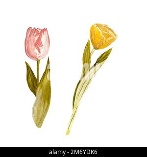Flower tulip pink yellow simple sketch watercolor  Stock Photo