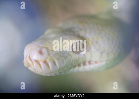 Close up portrait of head of Albino Darwin Carpet Python (Morelia spilota variegata) Stock Photo