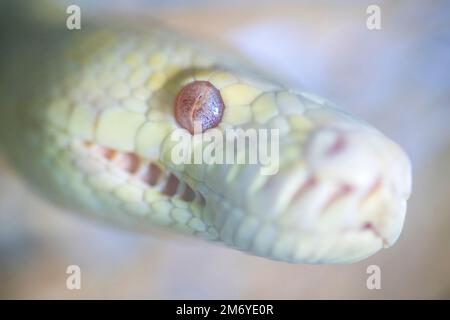 Close up portrait of head of Albino Darwin Carpet Python (Morelia spilota variegata) Stock Photo