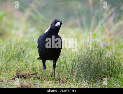 Australian Magpie Gymnorhina tibicen at eye level in grass. New South Wales Looking Forward Stock Photo
