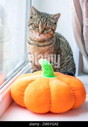 tabby cat kitten adorable female cat sitting on window sill or in girl arm front paws in women palm.cat reflection in window glass.halloween soft toy Stock Photo