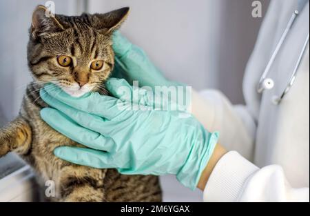 doctor vet holding tabby striped young female cat kitty in arms stethoscope on neck.scared wide open eyes pussycat sit on window sill and hands Stock Photo