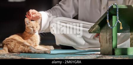 Muslim, cat or hands in prayer on carpet for peace, mindfulness or support from Allah in holy temple or mosque. Kitten, Islamic or spiritual person Stock Photo