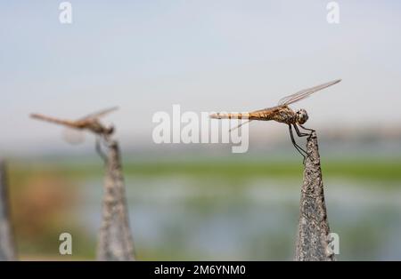 Closeup macro detail showing pair of wandering glider dragonflies Pantala flavescens perched on metal fence post in garden Stock Photo