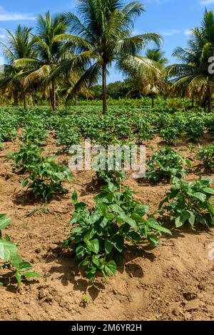 Bean plantation with coconut trees in the background in Conde, Paraíba, Brazil. Brazilian subsistence agriculture. Stock Photo