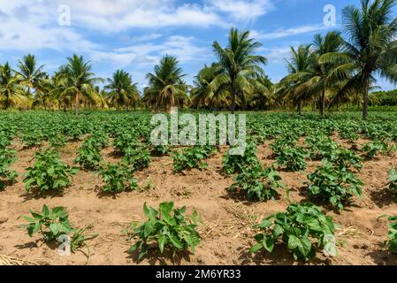 Bean plantation with coconut trees in the background in Conde, Paraíba, Brazil. Brazilian subsistence agriculture. Stock Photo