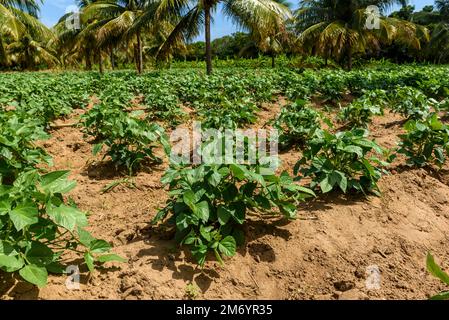 Bean plantation with coconut trees in the background in Conde, Paraíba, Brazil. Brazilian subsistence agriculture. Stock Photo