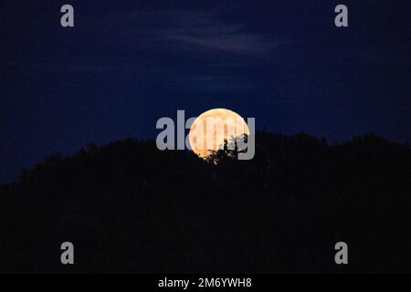 A bright orange moon rising behind a row of trees against a dark blue clear sky, full moon, wolf moon Stock Photo